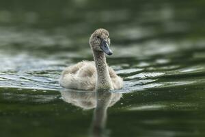one young mute swan Cygnus olor chick swims on a reflecting lake photo