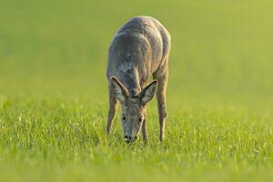 one Roe deer doe Capreolus capreolus stands on a green meadow and eats photo