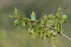 oe colorful bee-eater Merops apiaster sits on a branch and looks for insects photo