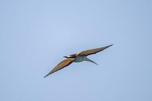 one colorful bee-eater Merops apiaster flies through the air hunting for insects photo