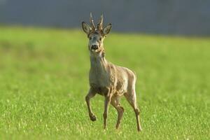 one Roe deer buck Capreolus capreolus stands on a green meadow and eats photo