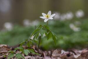 1 floreciente madera anémona crece en el bosque foto