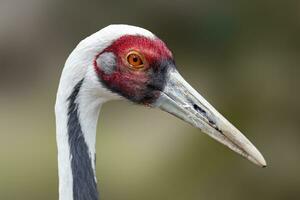 a portrait of a beautiful crane photo