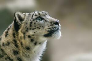 one Portrait of a graceful snow leopard Panthera uncia photo