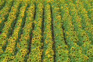 field with blooming sunflowers in summer photo