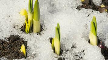 temps laps de fusion neige. le neige fond dans printemps et le premier fleurs grandir video