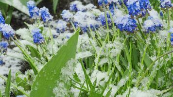 Snow is falling on green grass and flowers. Spring snowy weather. Muscari or mouse hyacinth in spring video