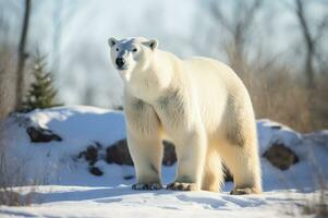 Polar bear in its natural habitat in the Arctic Circle. AI generated photo