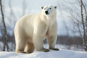 Polar bear in its natural habitat in the Arctic Circle. AI generated photo