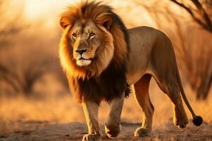Adult male lion standing in the African savannah during the golden hour of the day. AI generated photo