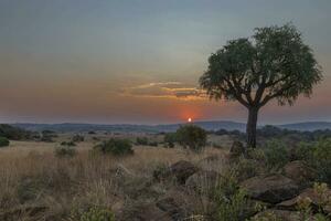 repollo árbol a puesta de sol Magaliesberg foto