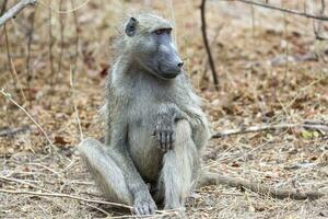 chacma babuino sentar y mirar fijamente en kruger notario público foto