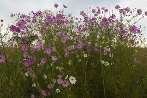 un montón de rosado y blanco cosmos flores foto