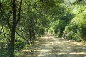 verde arboles y arbustos totalmente amortajar grava la carretera en baviaanskloof foto