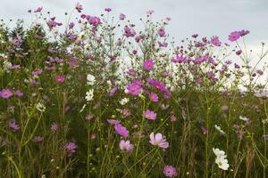 White and pink cosmos flowers photo