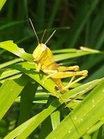 The grasshopper is eating the leaves photo