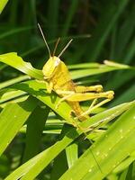 el saltamontes es comiendo el hojas foto