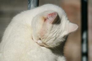 Cute Kitten is Posing in the Home Garden at Luton, England UK photo