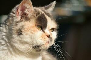 linda gatito es posando en el hogar jardín a lutón, Inglaterra Reino Unido foto