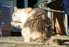 Cute Kitten is Posing in the Home Garden at Luton, England UK photo