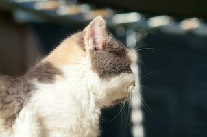 Cute Kitten is Posing in the Home Garden at Luton, England UK photo