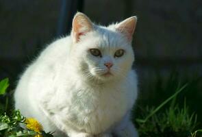 Cute Kitten is Posing in the Home Garden at Luton, England UK photo