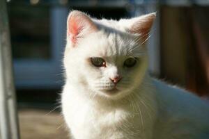 Cute Kitten is Posing in the Home Garden at Luton, England UK photo