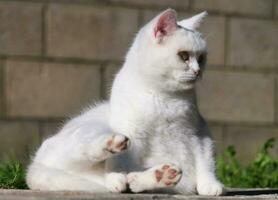 Cute Kitten is Posing in the Home Garden at Luton, England UK photo