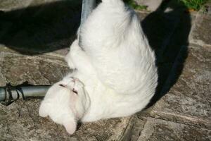 Cute Kitten is Posing in the Home Garden at Luton, England UK photo