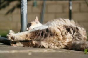 Cute Kitten is Posing in the Home Garden at Luton, England UK photo