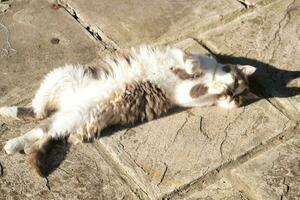 Cute Kitten is Posing in the Home Garden at Luton, England UK photo