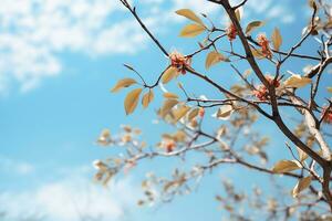 View of Blue Sky with Leaves AI Generative photo