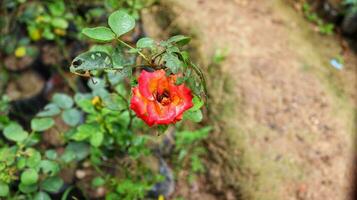 un rojo Rosa en el verde verano jardin.primavera flor cerca arriba ver .escarlata rojo híbrido té Rosa flor .cierne Rosa tricolor, sultán de el color en un balcón jardín durante medio agosto. foto