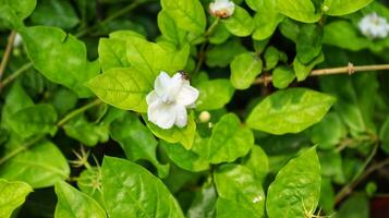 jazmín flores, fragante flor, celebracion flor.blanca jazmín Jasminum sambac es un planta ese es un símbolo de Indonesia s nacional flor simboliza pureza y pureza. foto