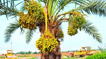 close-up of colourful dates clusters on background of blue sky.Ripened  ripening yellow dates on a palm tree. yellow fruits dates .yellow dates on a tree landscape. photo