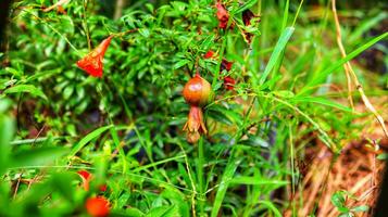 A tree with ripe pomegranate fruits hanging from tree branches. Harvest concept, place for text.Red ripe pomegranate fruits grow on pomegranate tree in garden. Punica granatum fruit photo