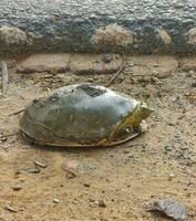 indio solapa Tortuga caminando en borde de la carretera, el indio solapa agua dulce Tortuga tomando el sol en el sol, ordinario Tortuga gateando en el suelo en el natural habitat foto