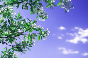 View of Flowering Plant with Leaves photo