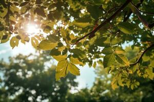 Green Leaves Tree with Sun Shines AI Generative photo