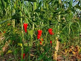 Fresco chile en árbol en el granja, chile campo en agrícola garen, maduro rojo chile en un árbol, rojo chile tener un muy picante sabor, listo a ser cosechado pronto para rebaja foto