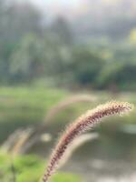 hermosa botánico disparo, natural fondo de pantalla foto