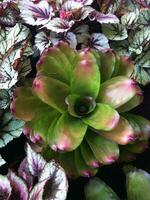 Colorful pineapple flowers in a small backyard garden photo