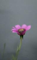 hermosa soltero flor en gris antecedentes. ai generativo foto