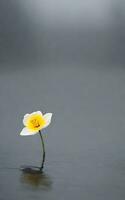Beautiful single flower on grey background. AI Generative photo