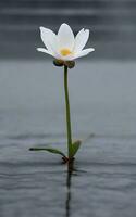 Beautiful single flower on grey background. AI Generative photo