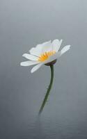 Beautiful single flower on grey background. AI Generative photo
