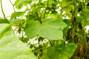 Cucumbers hang on a branch in the greenhouse. The concept of gardening and life in the country. photo