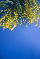 Spring concert. Mimosa on a blue background. Mimosa close-up. Happy spring. photo