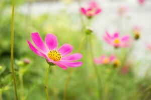 Beautiful pink flowers growing in the garden. Gardening concept, close-up. photo