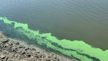 fuerte contaminación de verde color en el superficie de el agua. video